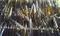 Amber Anemones Raddeanae Glass Tube